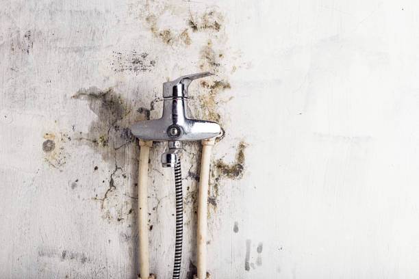 Best Black Mold Removal  in South Wallins, KY