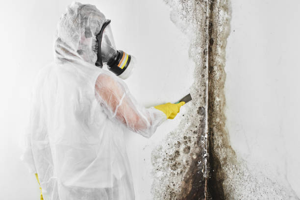 Best Professional Mold Removal  in South Wallins, KY
