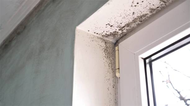 Best Fast Mold Removal  in South Wallins, KY