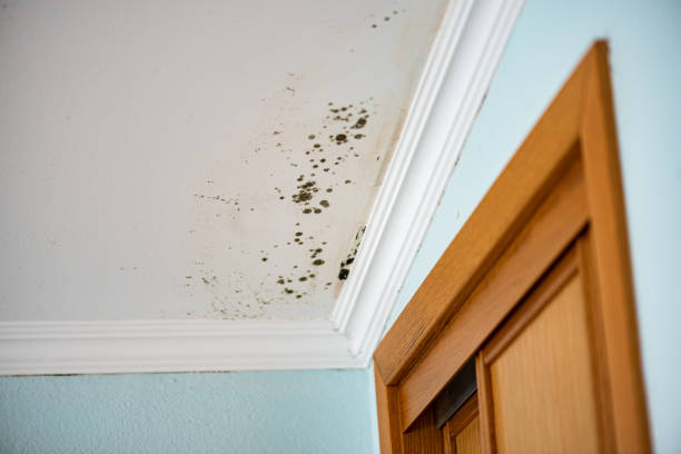Best Water Damage Restoration  in South Wallins, KY