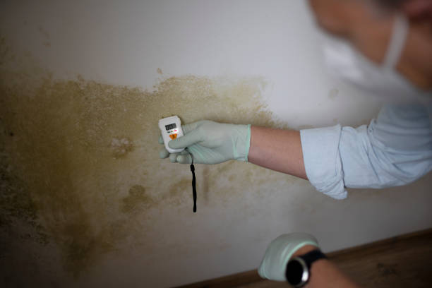 Best Local Mold Removal Service  in South Wallins, KY