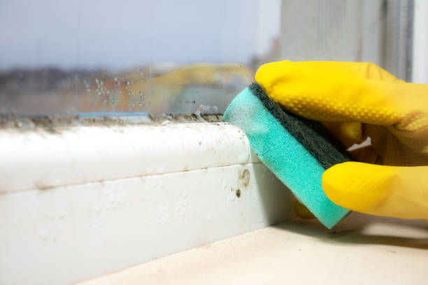 Best Mold Removal Near Me  in South Wallins, KY