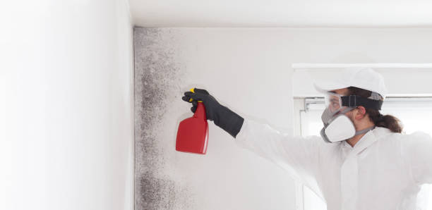 Trusted South Wallins, KY Mold Removal Experts