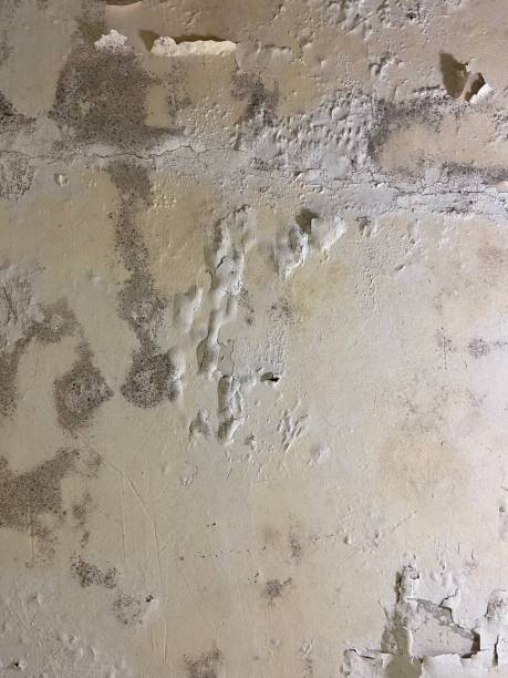 Best Mold Testing  in South Wallins, KY