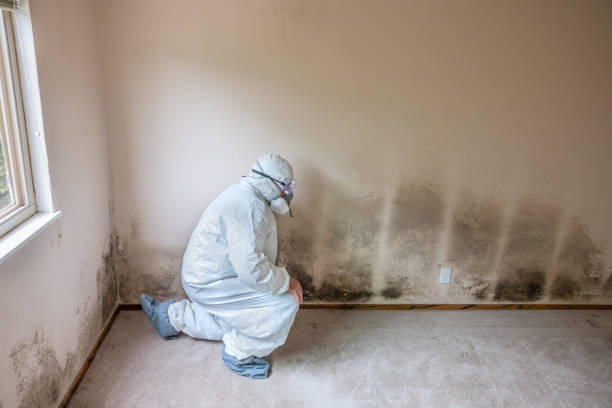 South Wallins, KY Mold Removal Pros