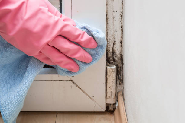 Best Best Mold Removal Companies  in South Wallins, KY