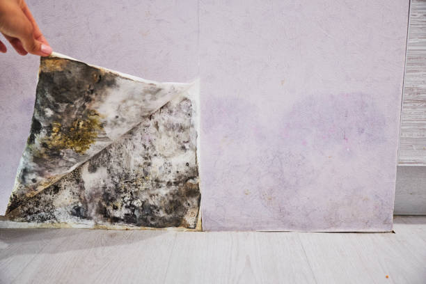 Best Mold Damage Repair  in South Wallins, KY